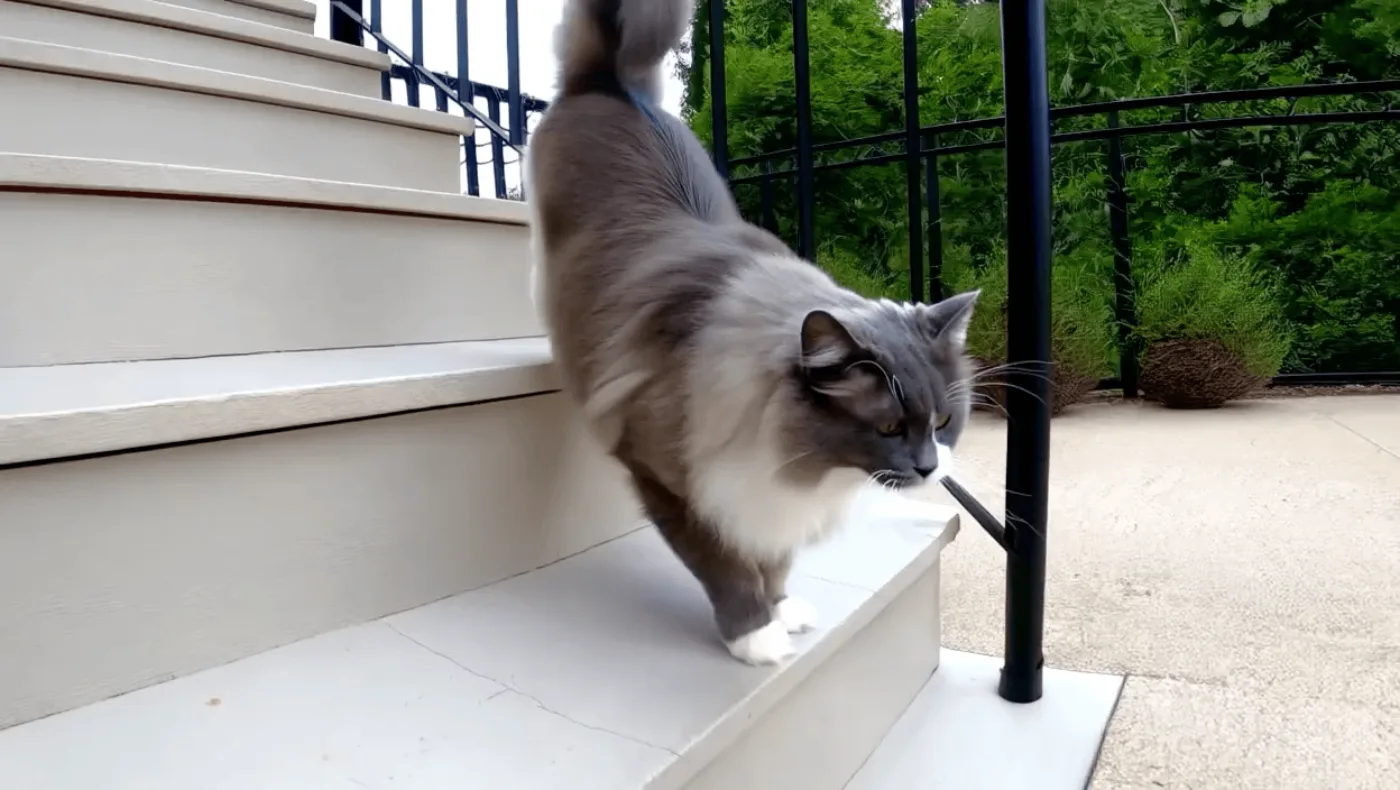 Generiertes Standbild: eine langhaarige Katze geht eine Treppe hinunter